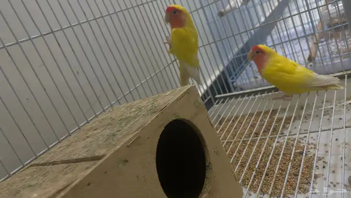 عصفير الروز 2