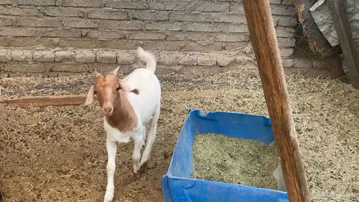 تيس فل شحم عمره 5 شهور 4