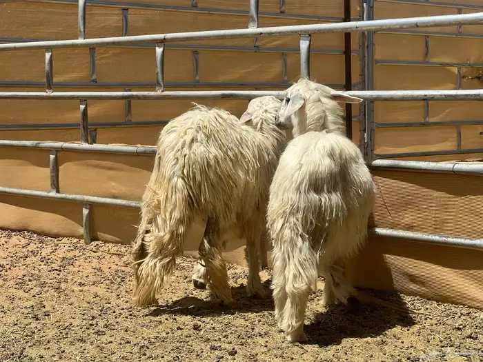 ثنتين رخال صفر (تم البيع) 1