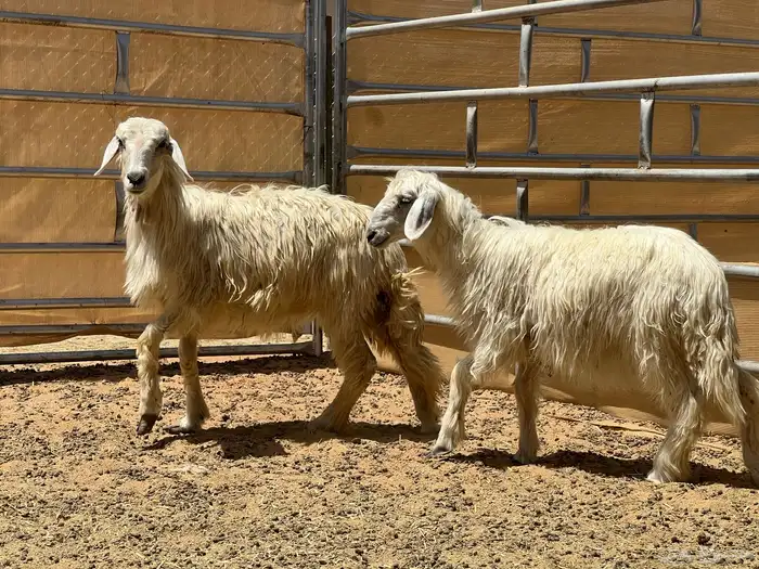 ثنتين رخال صفر (تم البيع) 0