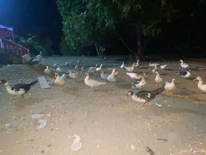 حيوان 5