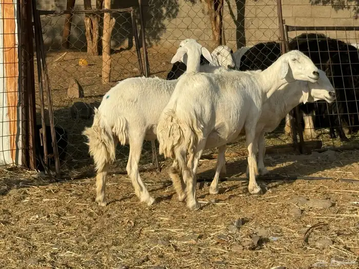 حرش صنف الصنف تم البيع 3