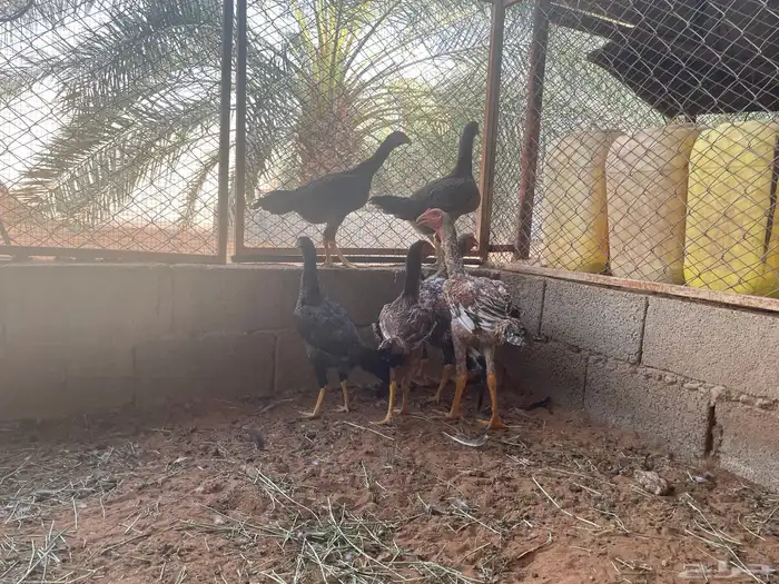 دجاج سندي 3