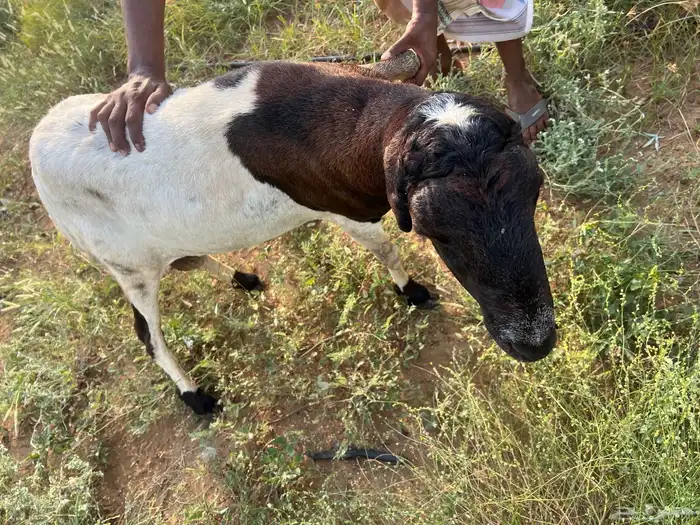 خروف فحل مد وجرم وشرط للبيع ع السوم 2