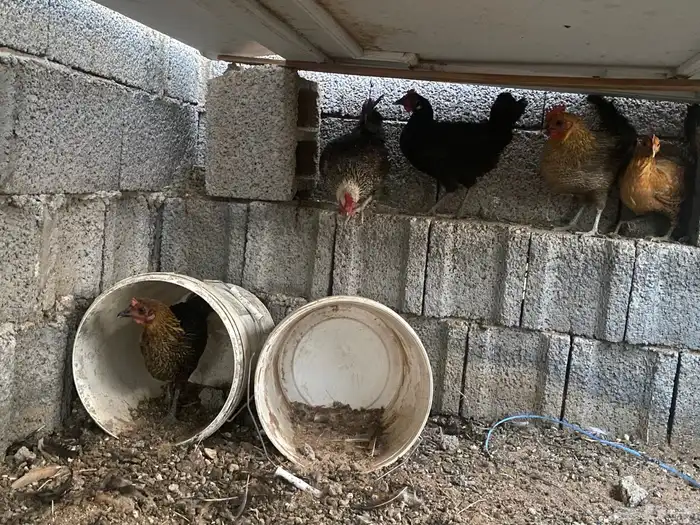 دجاج بلدي بياض 3