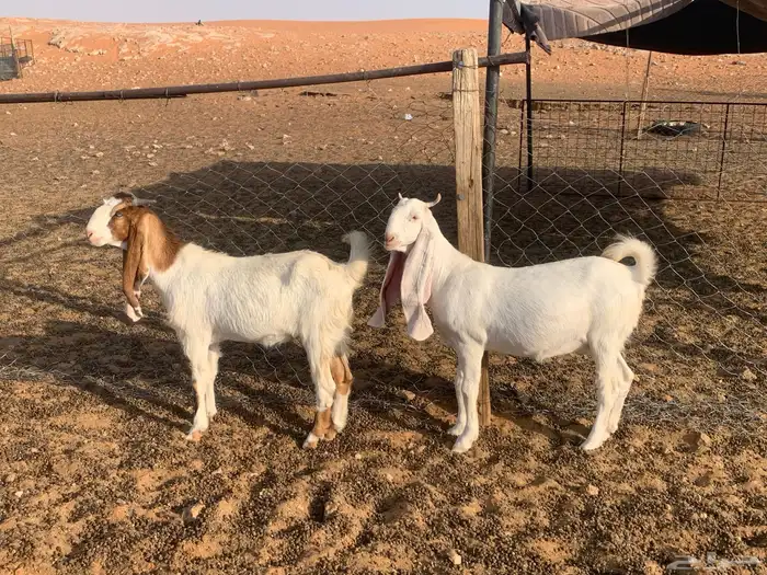 جذعات 2 العمر تقريبا 7 شهور 0