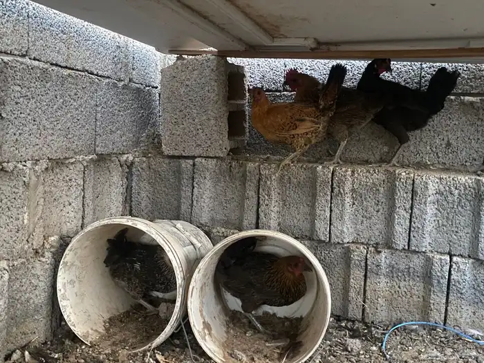 دجاج بلدي بياض 1