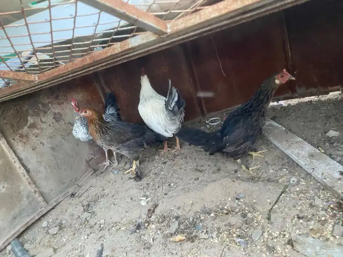 دجاج نظيف 0
