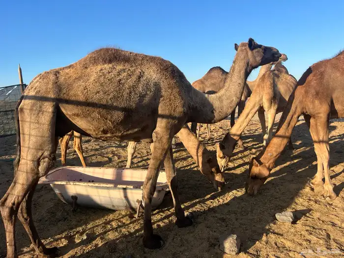 ناقه صغيره 3700 البيع 1