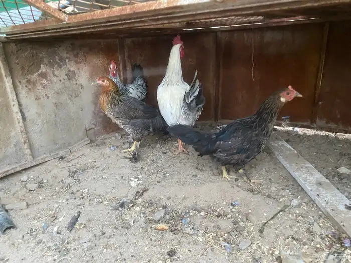 دجاج نظيف 1