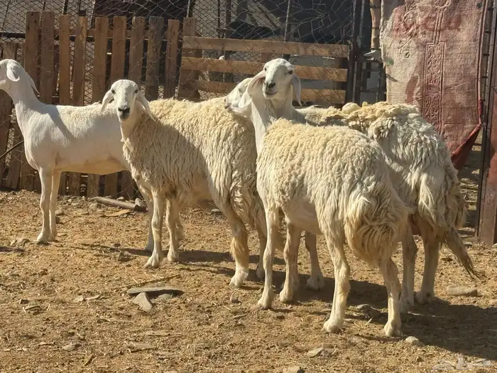 حرش صنف الصنف تم البيع 2