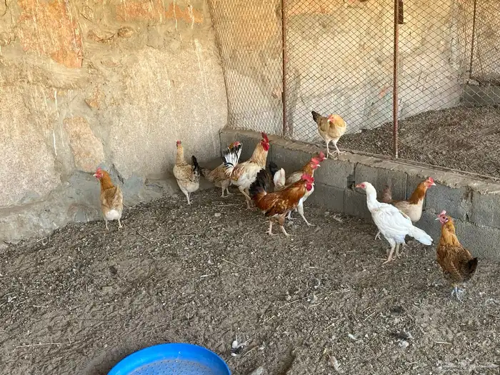 أعرض لكم دجاج حضان بلدي 0