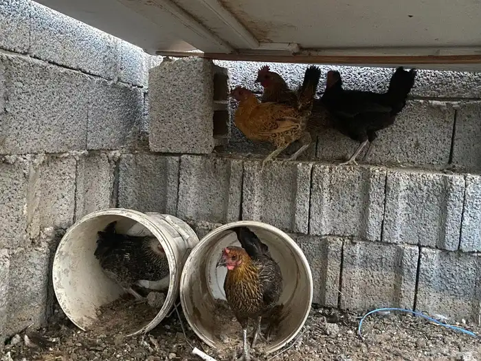 دجاج بلدي بياض 2