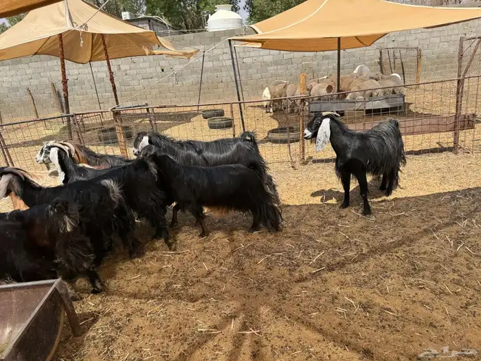 معزى دفيع فحص سونار 2