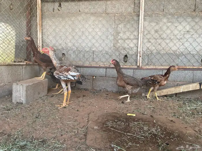 دجاج سندي 1