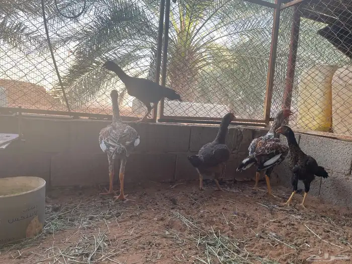 دجاج سندي 0