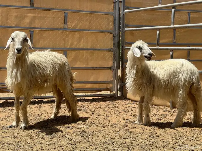 ثنتين رخال صفر (تم البيع) 2