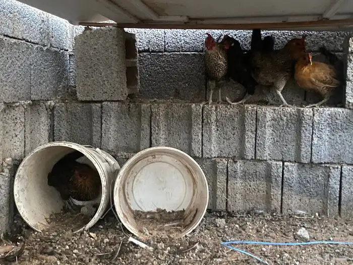 دجاج بلدي بياض 4