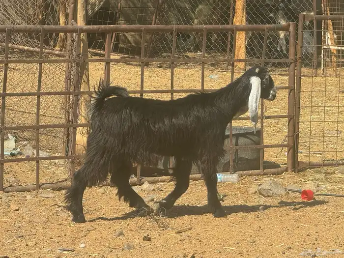 جفار عوارض صنف تم البيع 2