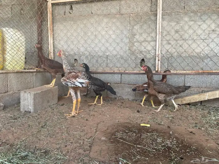 دجاج سندي 2