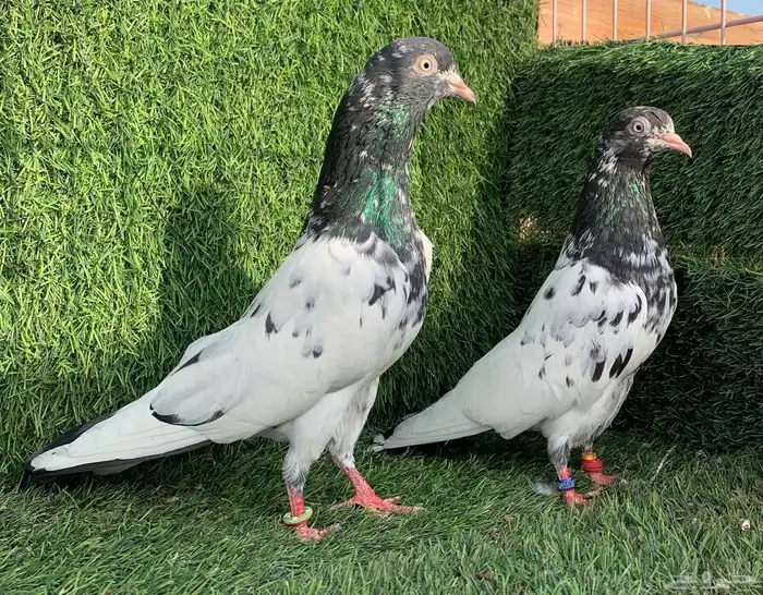 زوج رامبوري.Top (( تمم البييع )) 1