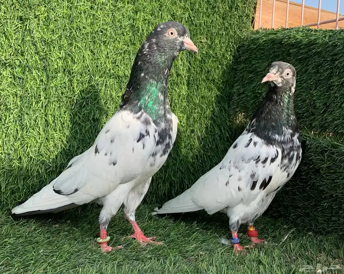 زوج رامبوري.Top (( تمم البييع )) 2