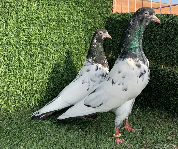 زوج رامبوري.Top (( تمم البييع )) 4