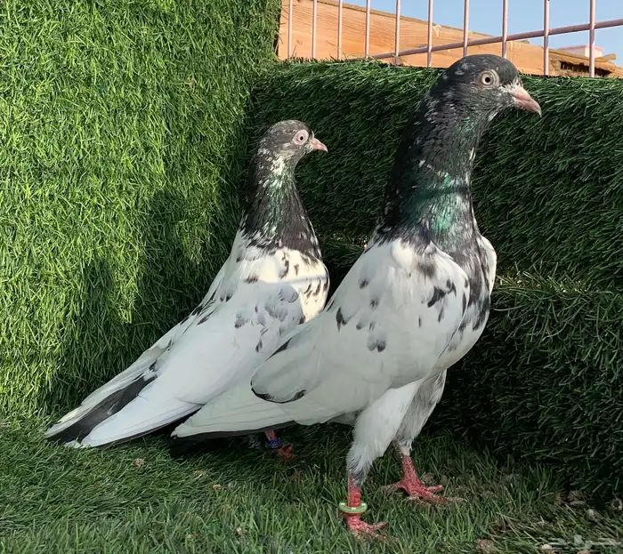 زوج رامبوري.Top (( تمم البييع )) 3