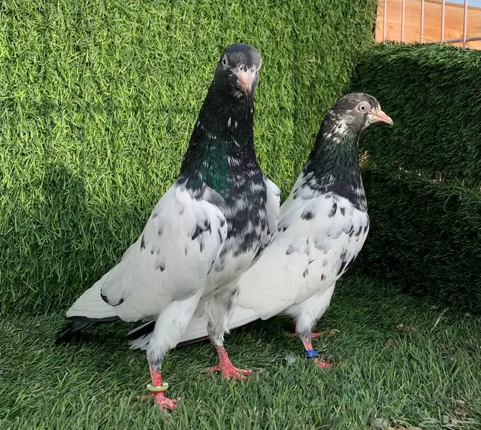 زوج رامبوري.Top (( تمم البييع )) 0