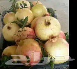 شتلات رمان الجوف ورمان طايفي 1
