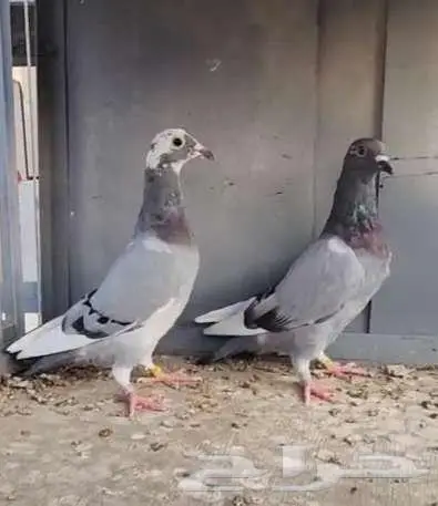 زوج طبات 2025 تم البيع 2