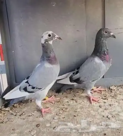 زوج طبات 2025 تم البيع 1