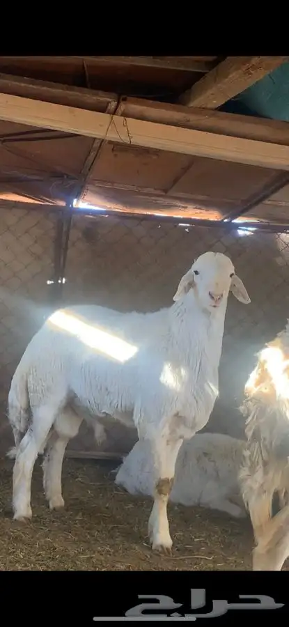 فحل حري صنف مشرووط 0