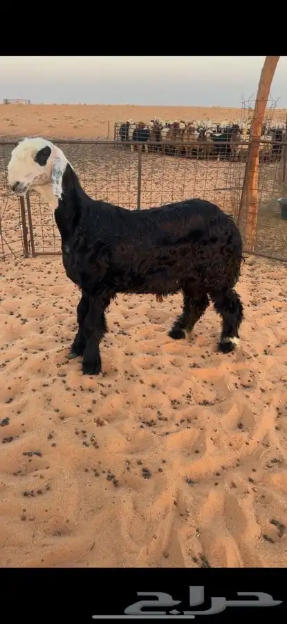 خروف نجدي مشروع فجل 1