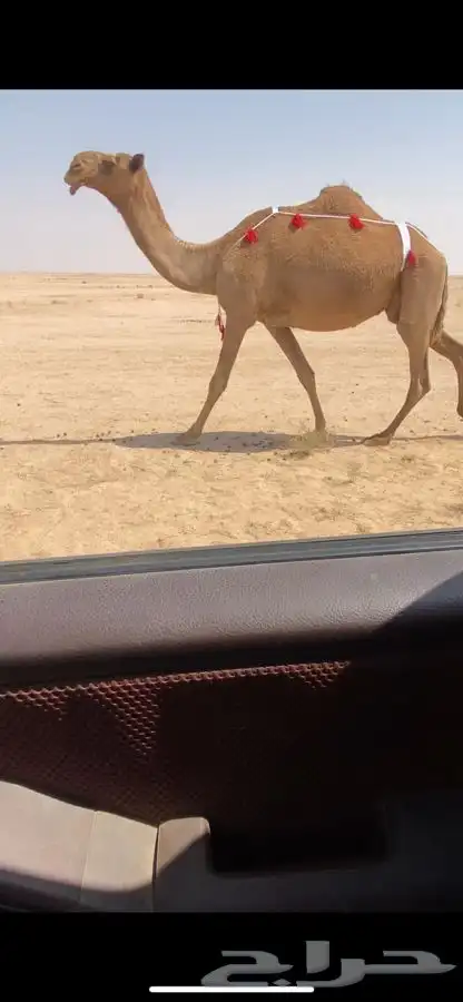 ضريبه كفووو وبكره 1