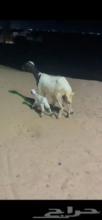 نعجه السن رباع او سديس تحته رخال 0