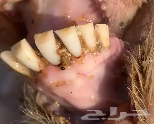 تيس فحل شرط القريع والإنتاج 6