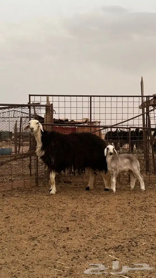 نجدية والد 0