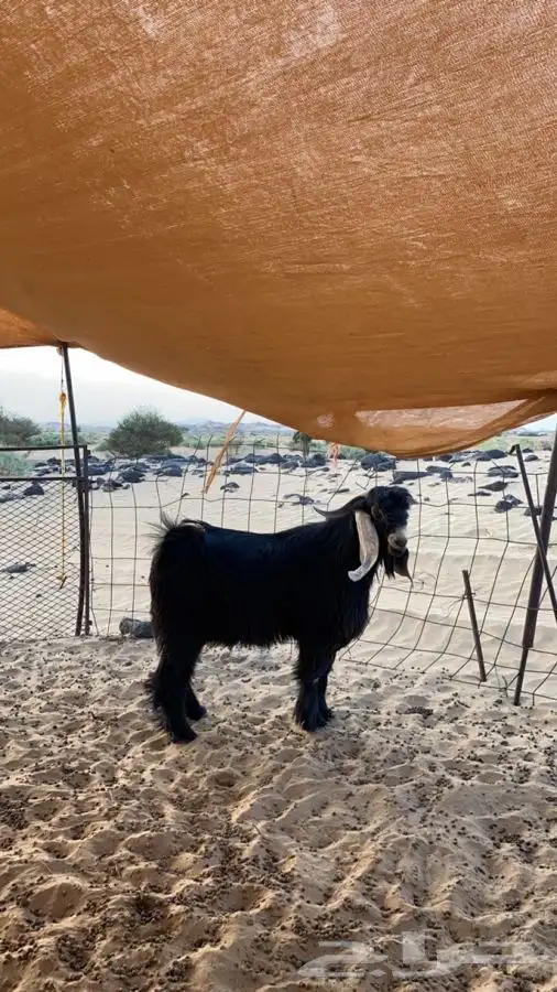 تيس للبيع ثني 0