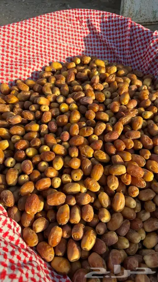 تمر صقعي عراقي سكاكا الجوف 0