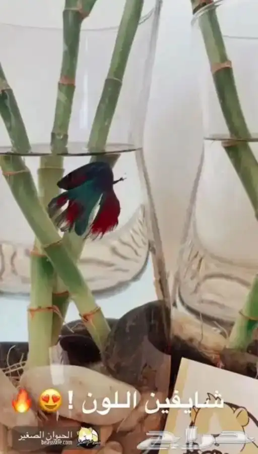 سمك الفايتر 2