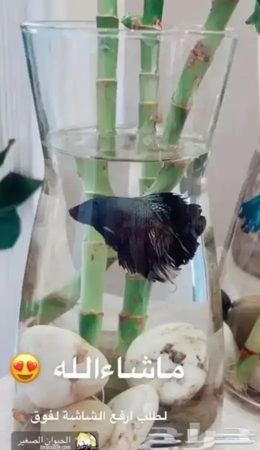 سمك الفايتر 0