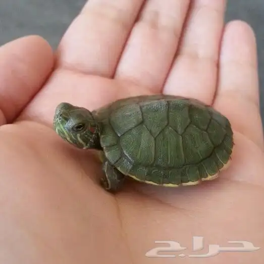 للبيع سلحفاة حمراء الأذن مع مستلزماتها 1