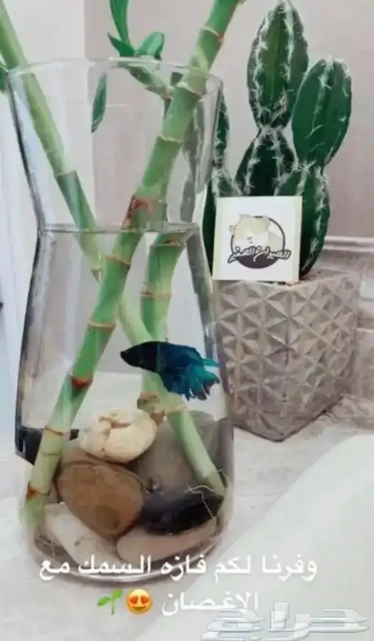 سمك الفايتر 1