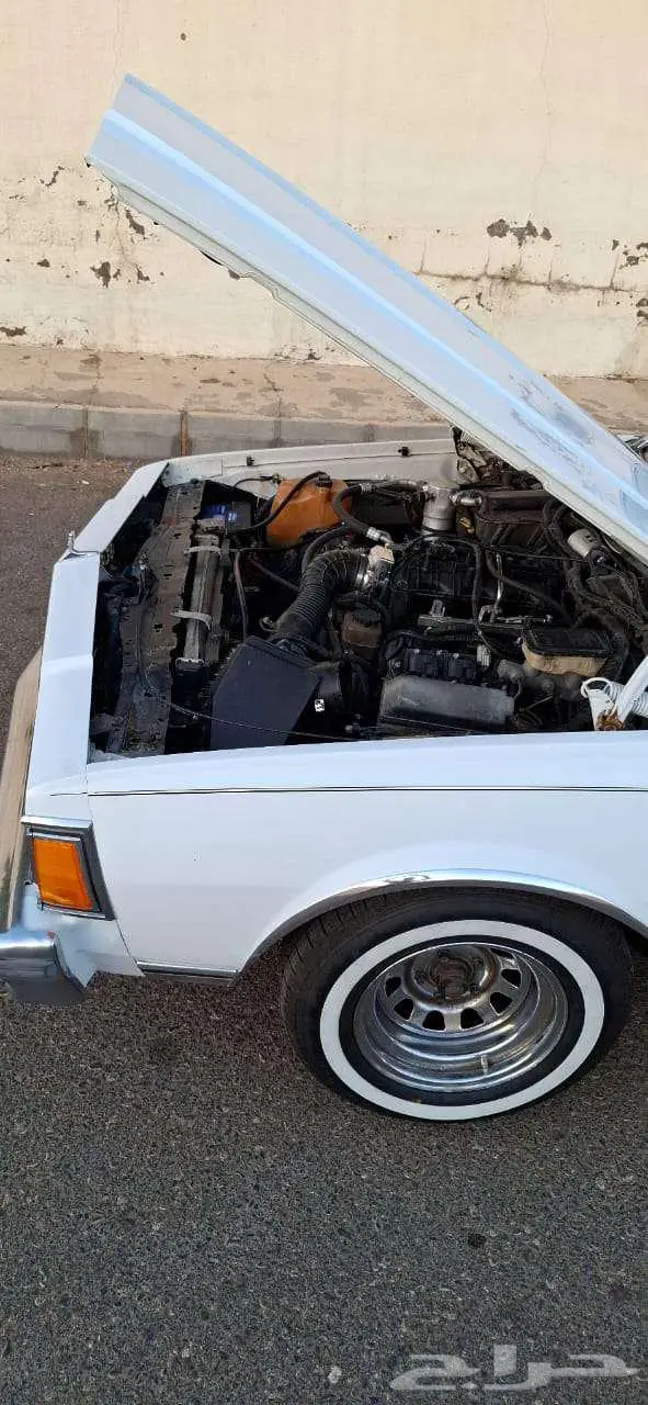 كابرس 79 بتبوك 42