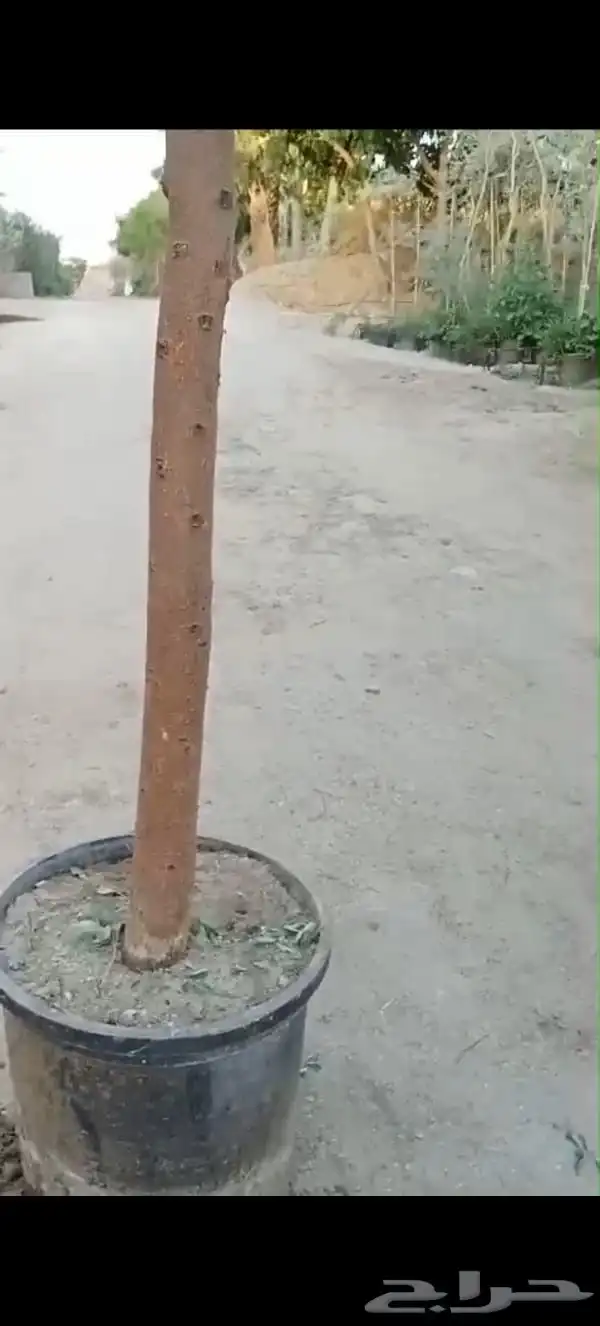 أشجار شوكيات 3