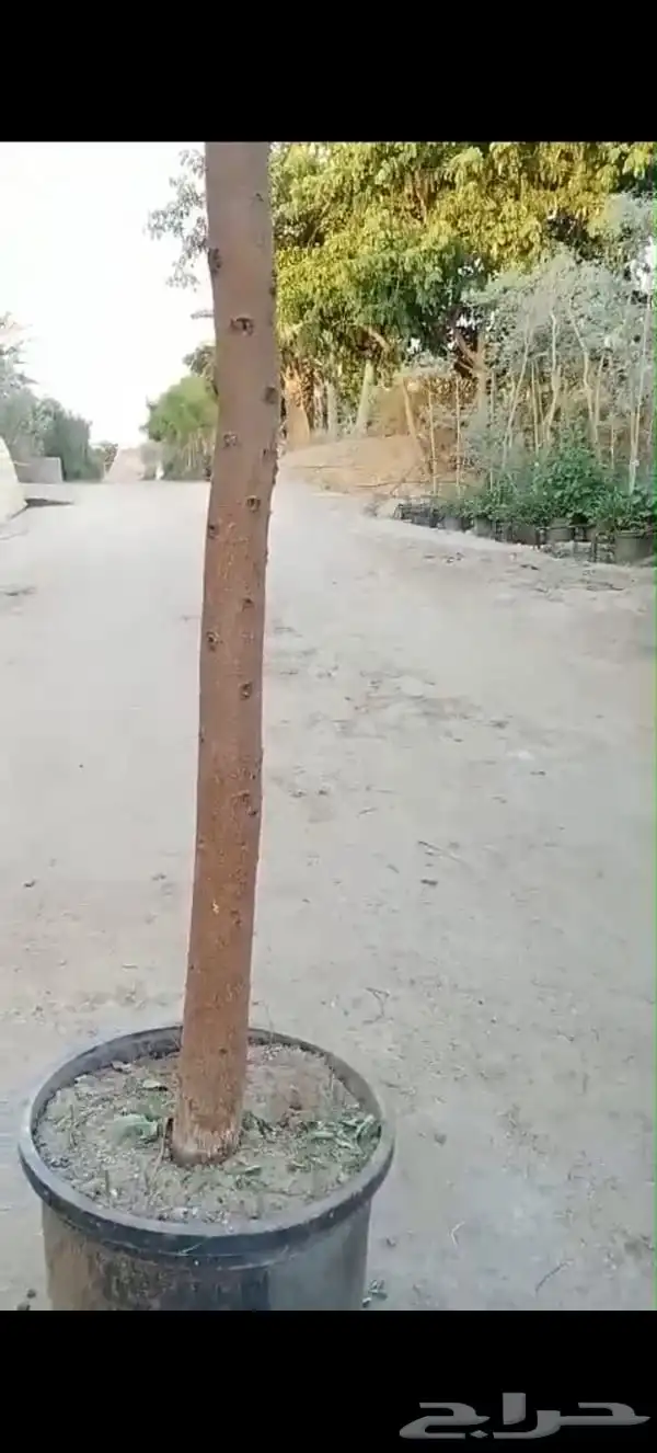 أشجار شوكيات 4