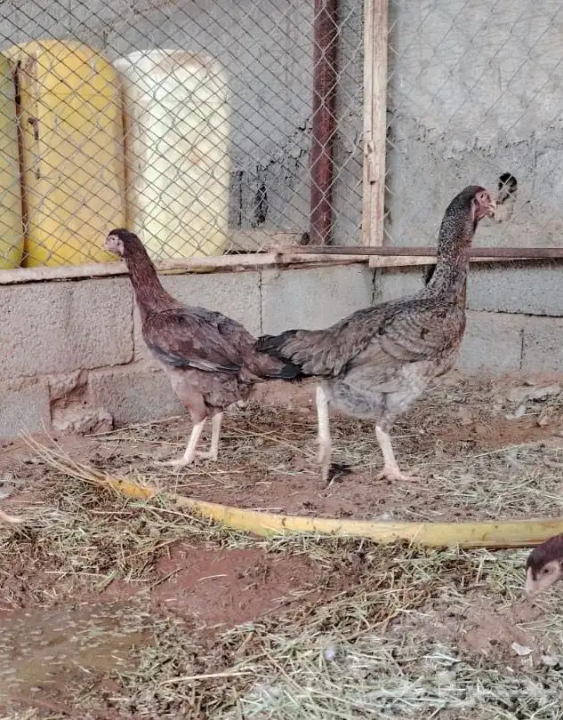 دجاج سندي 5