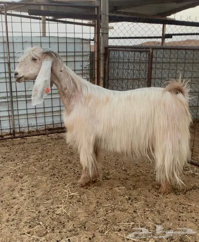 عارضيه خصم ( تم البيع ) 0