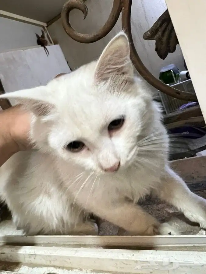 قطة شيرازية منقذة ومعقمة وملقحة للتبني 2